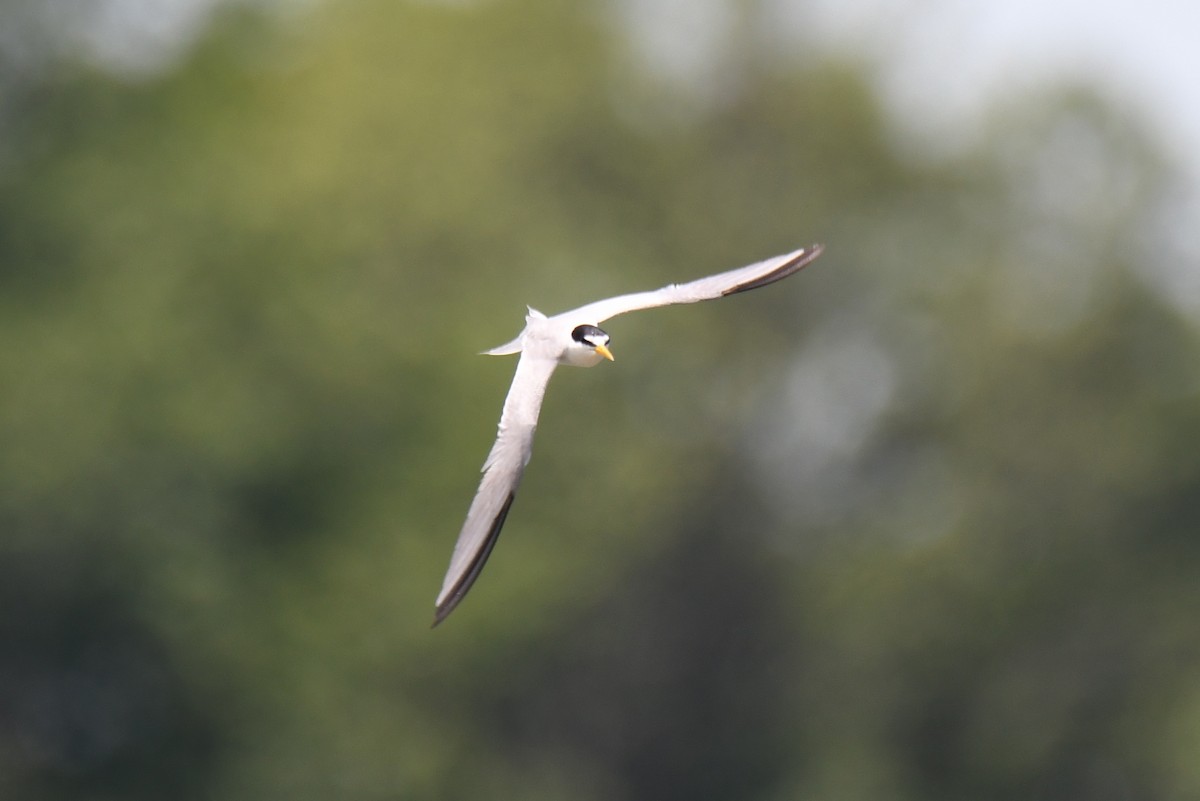 Least Tern - Ron Hirsch