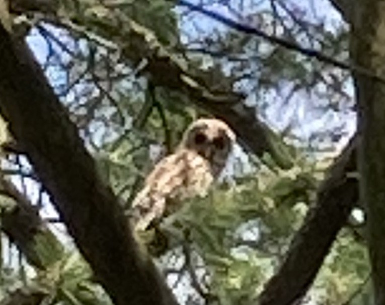 Сова неоарктична - ML245260851