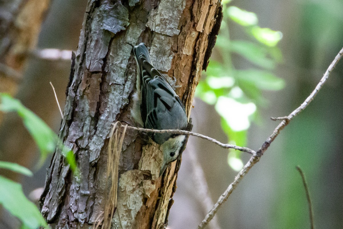 White-breasted Nuthatch - ML245261551