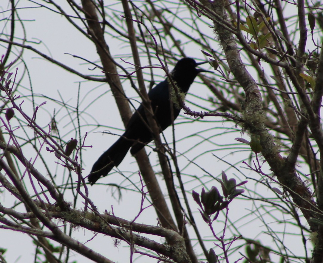 Boat-tailed Grackle - ML24526161