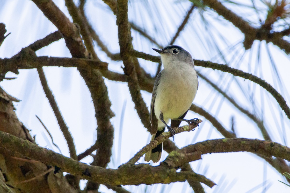 Blue-gray Gnatcatcher - ML245261881