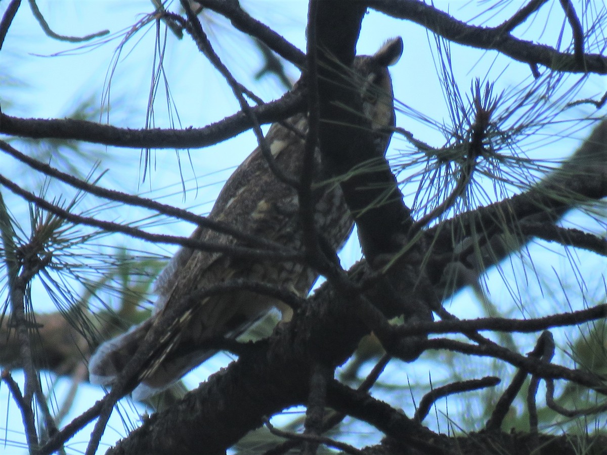 Long-eared Owl - ML245262361