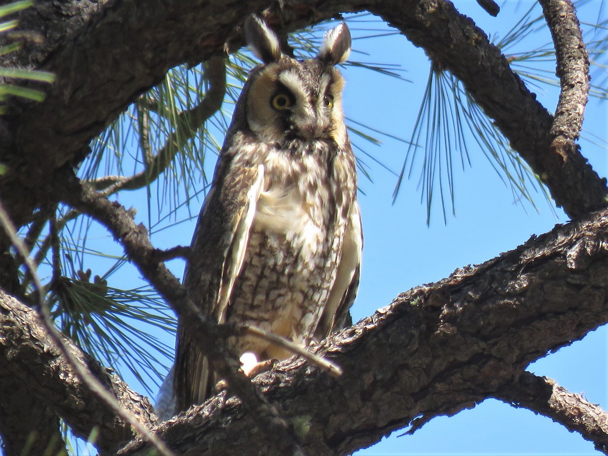 Long-eared Owl - ML245262471