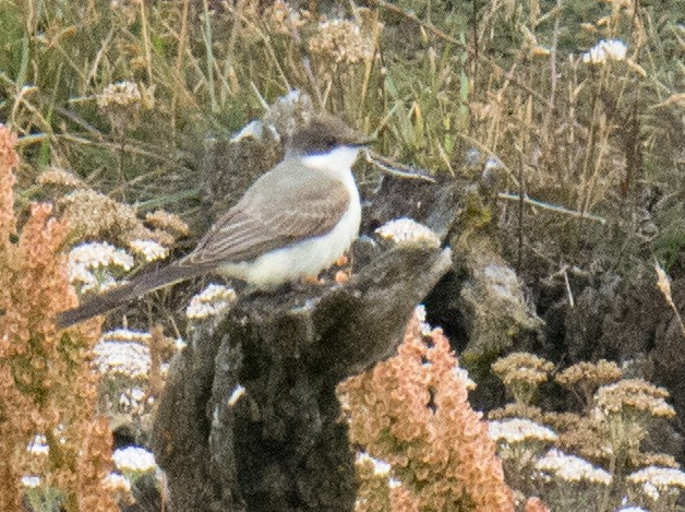 Fork-tailed Flycatcher - ML245262941