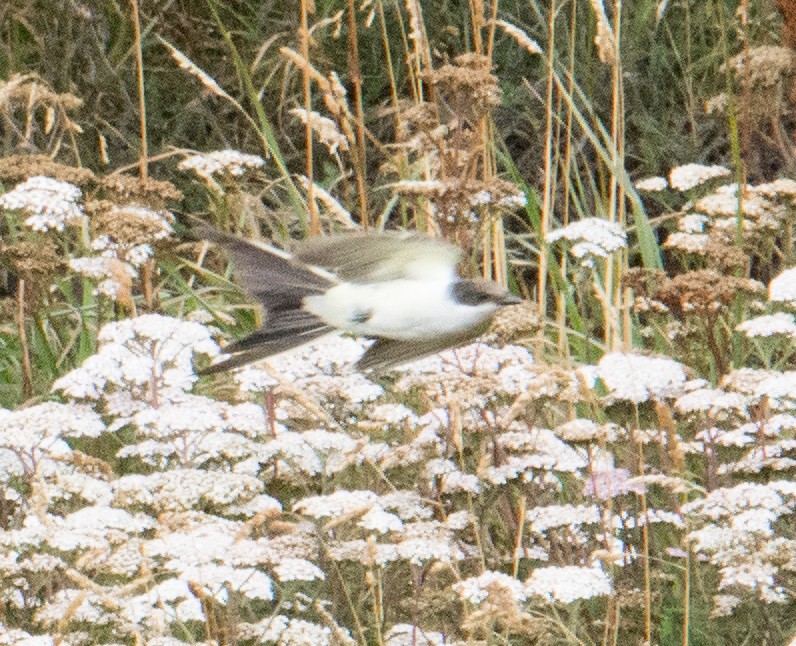 Fork-tailed Flycatcher - ML245262961