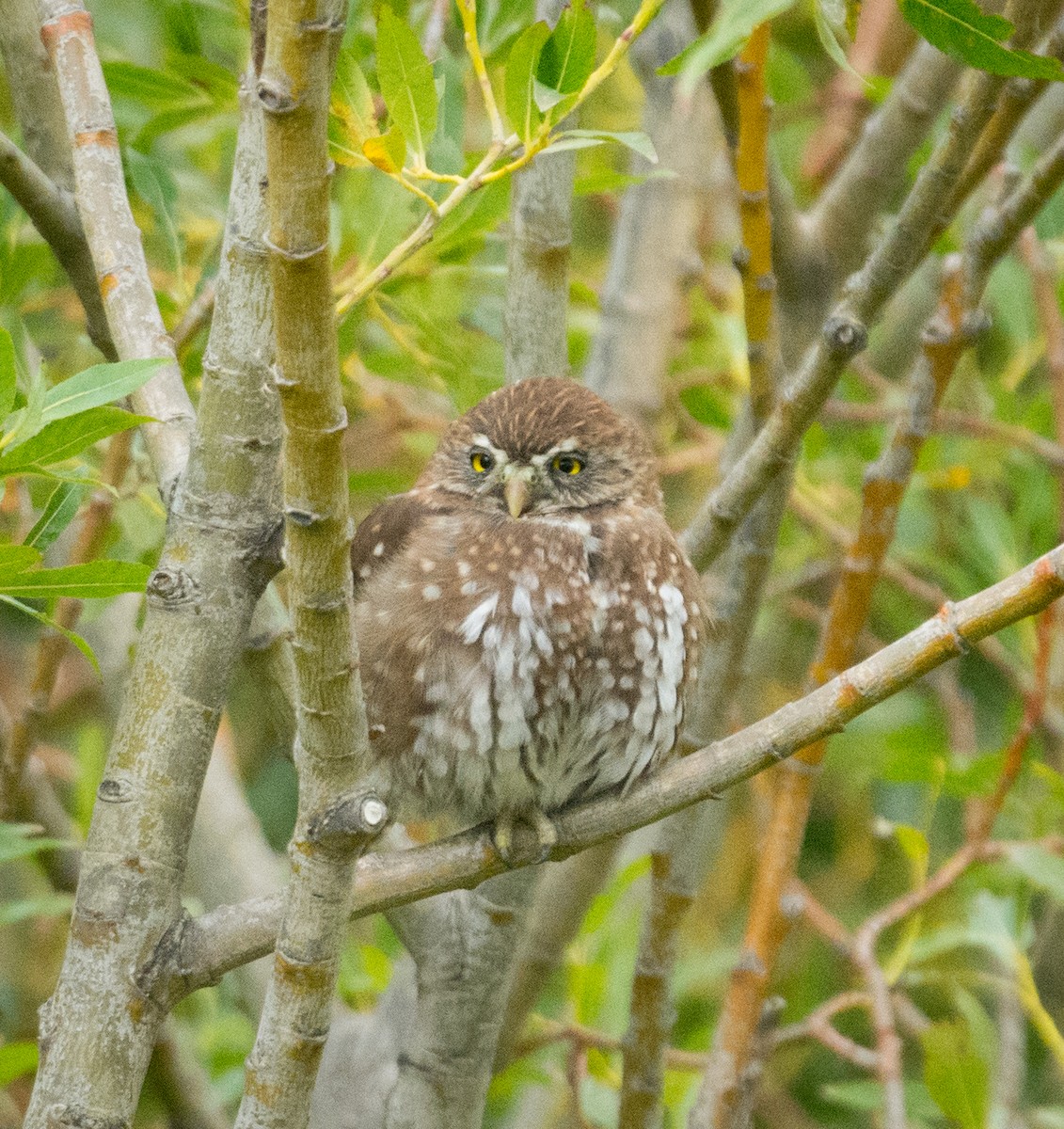 Austral Pygmy-Owl - ML245263011
