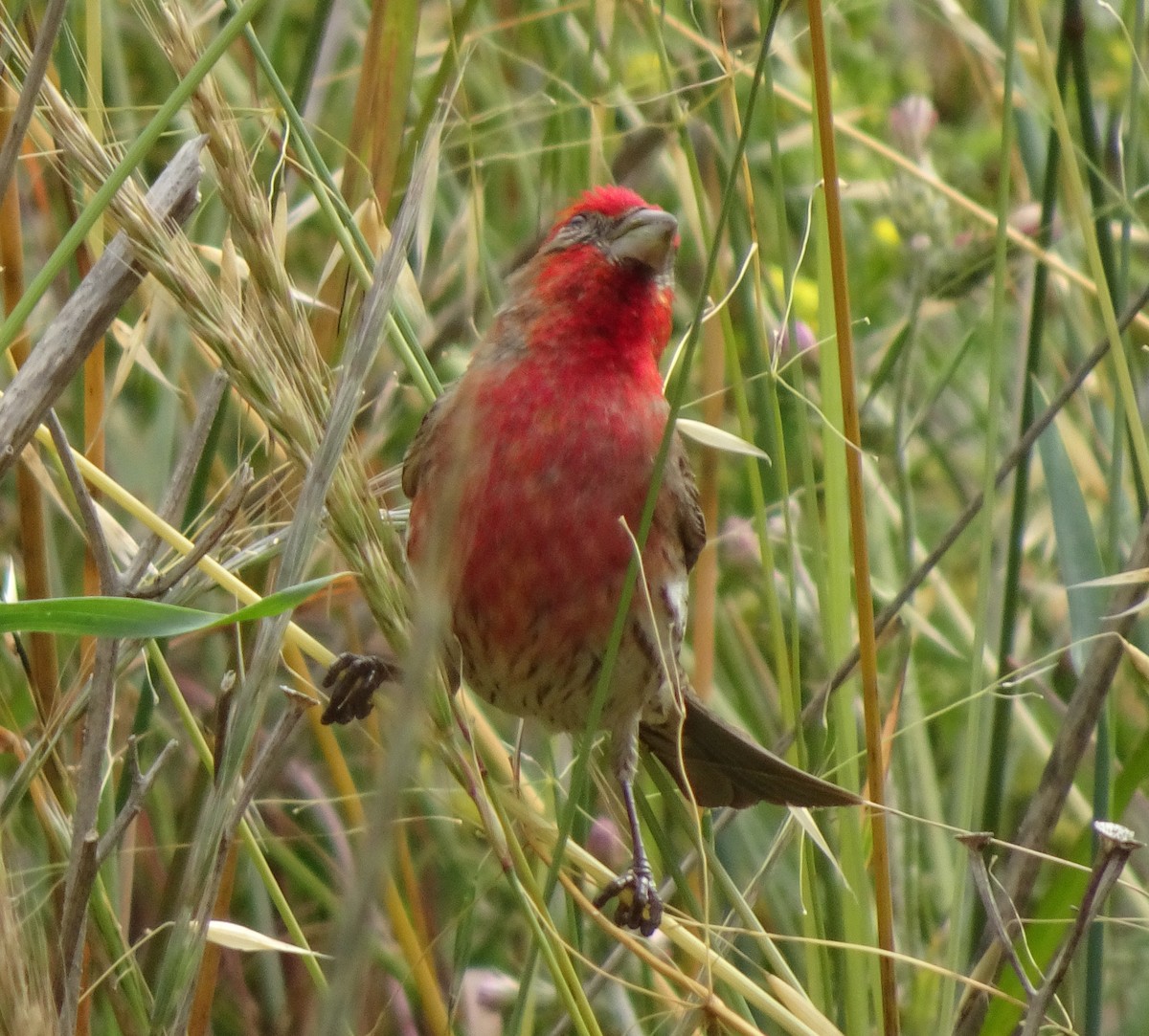 House Finch - ML245263131