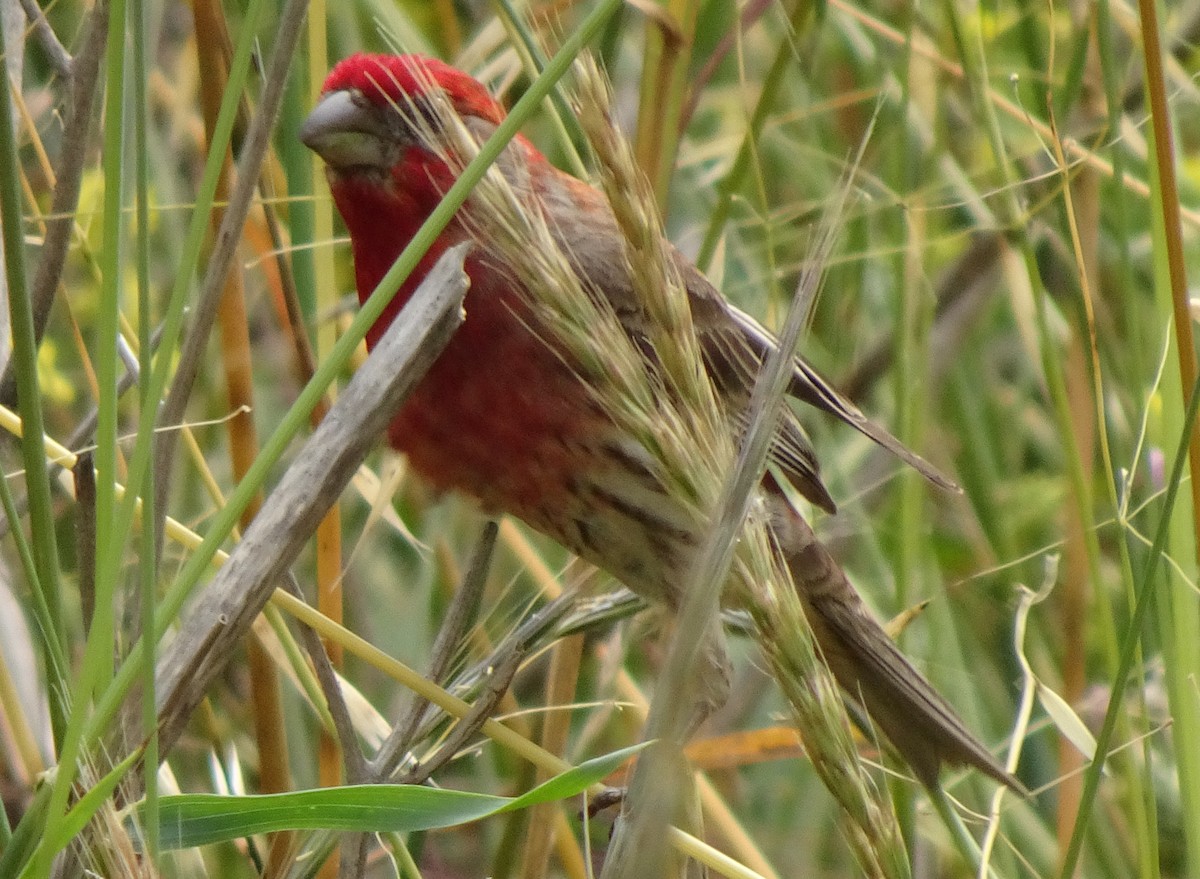 House Finch - ML245263171