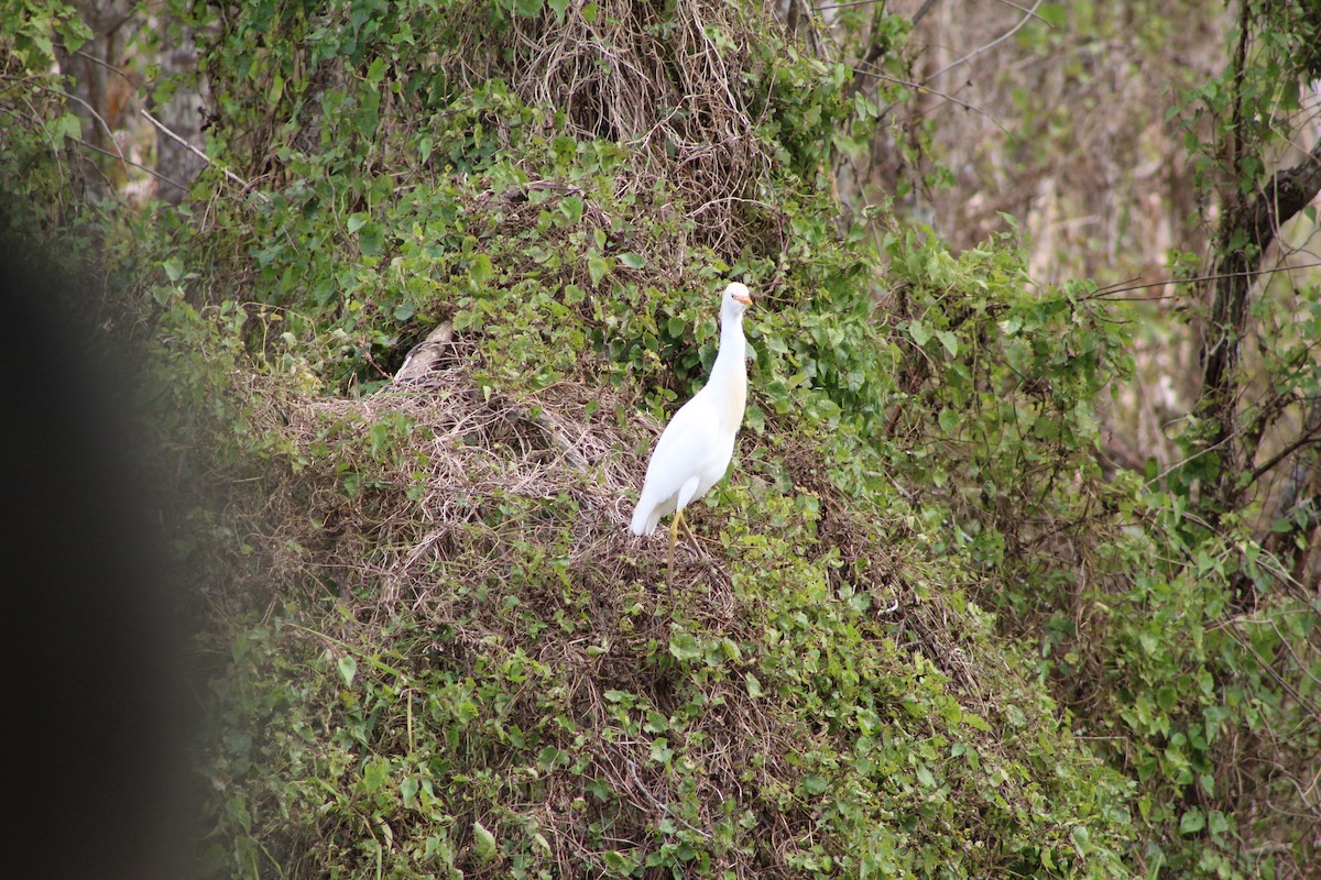 Western Cattle Egret - ML24526321