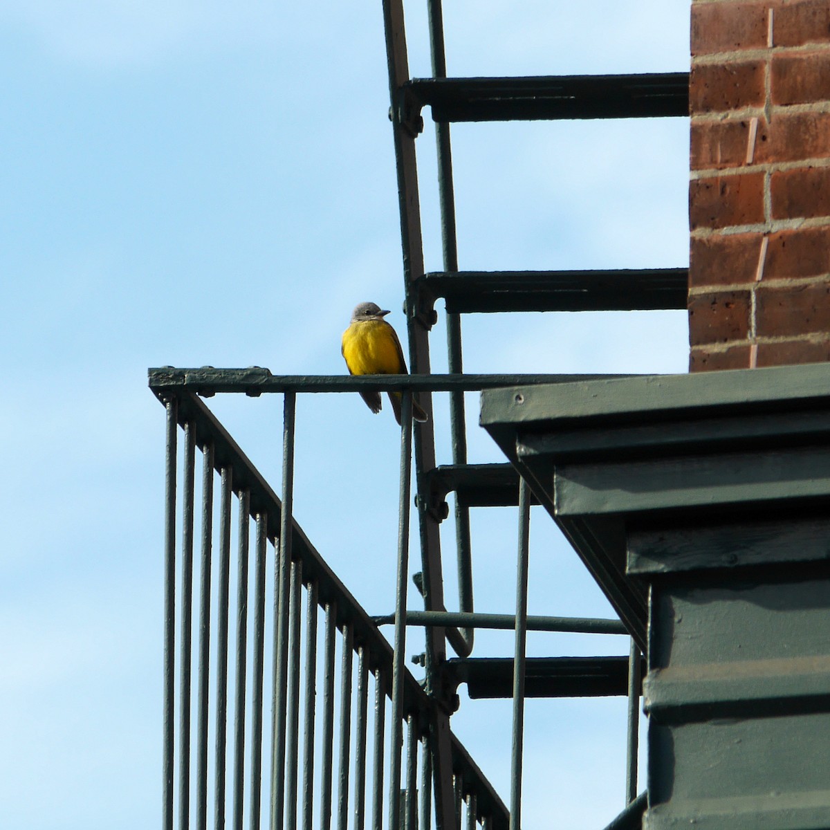 Couch's Kingbird - ML245264081