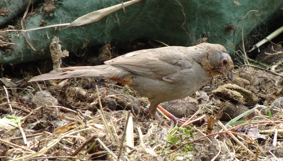 California Towhee - Patricia DiLuzio