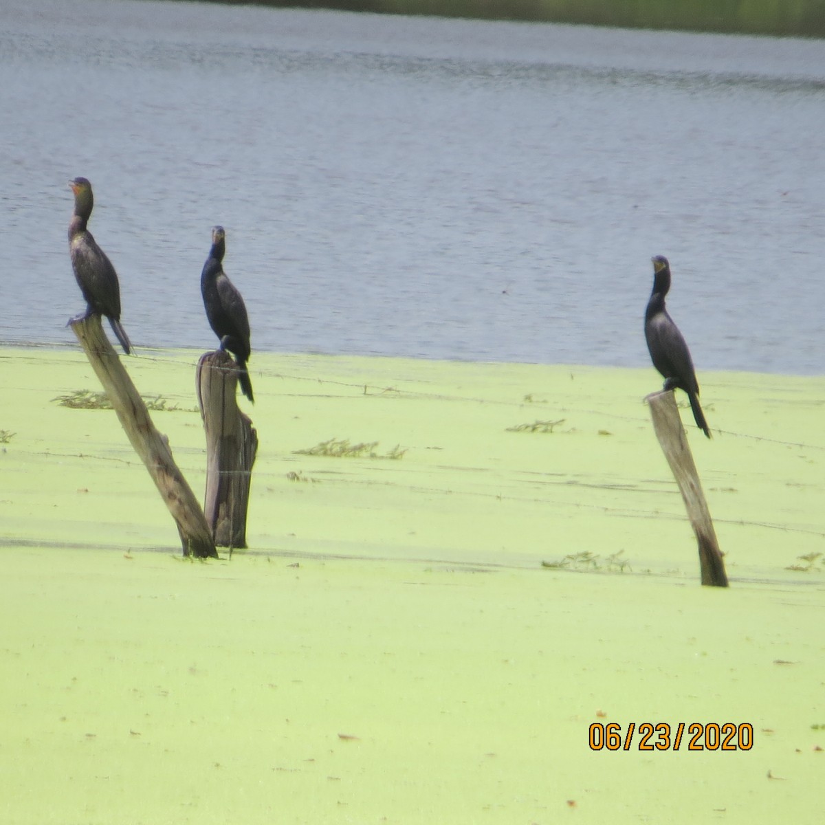 Neotropic Cormorant - ORLANDO PADILLA