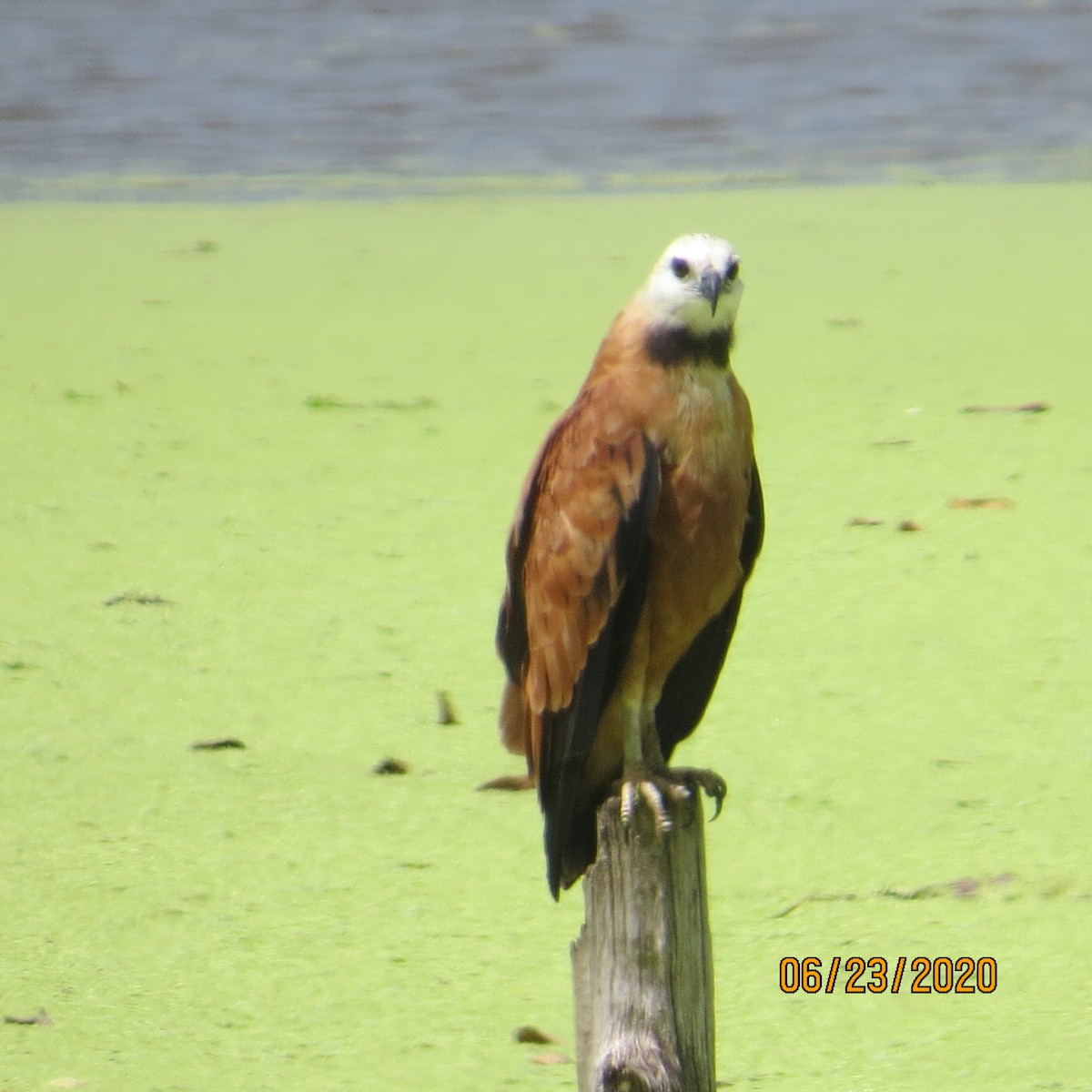 Black-collared Hawk - ML245264871