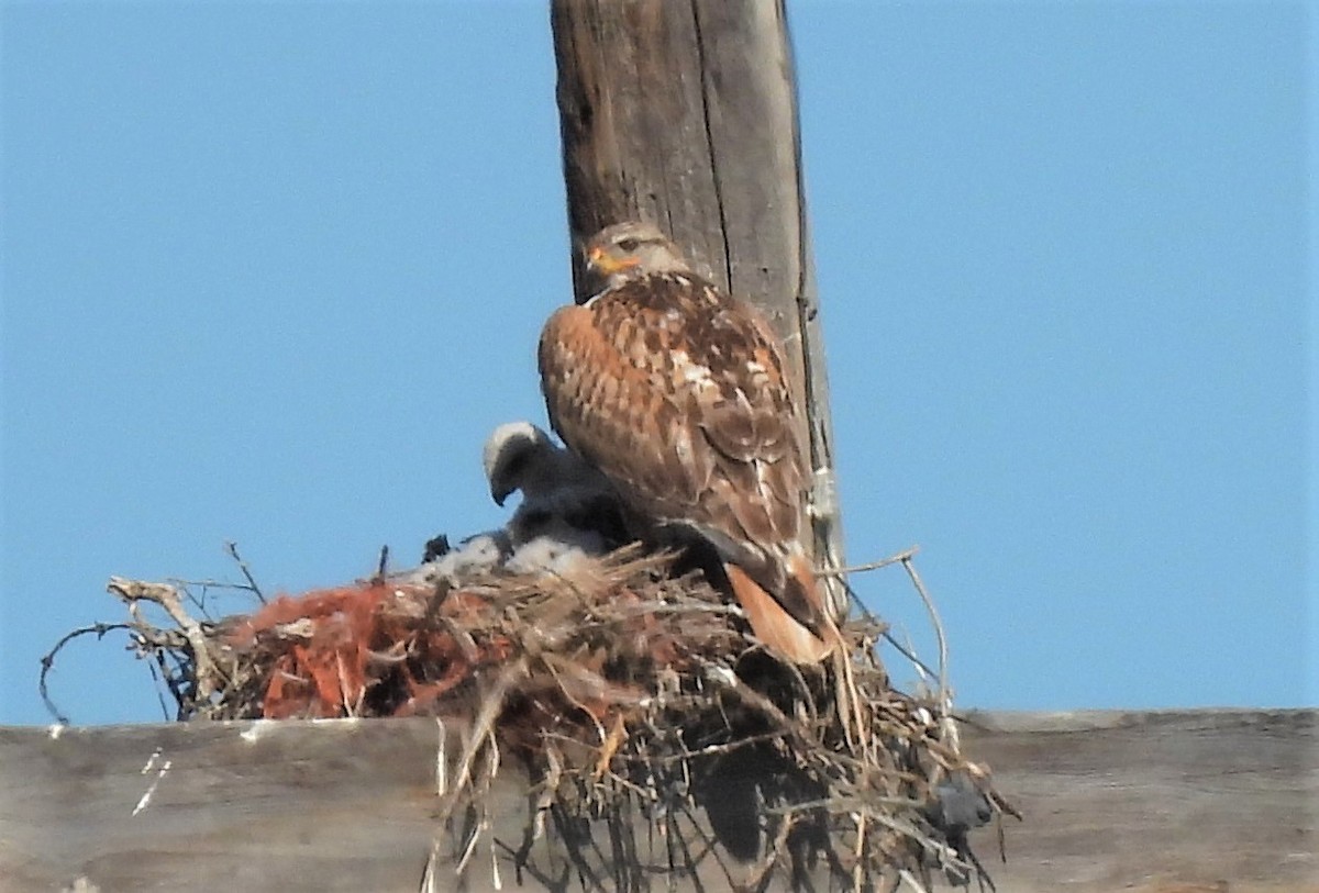 Ferruginous Hawk - Jan Thom