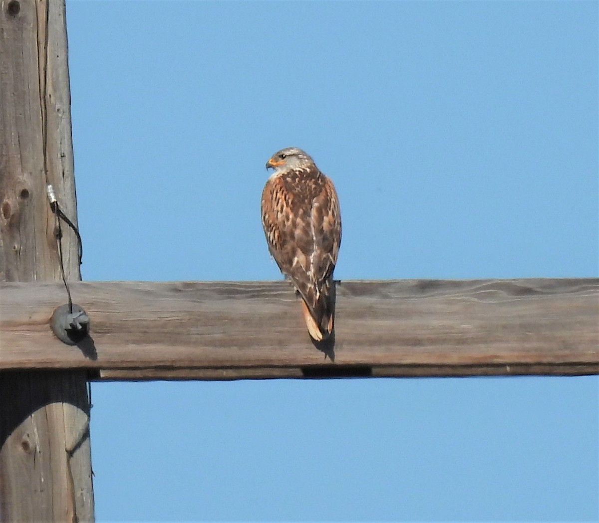 Königsbussard - ML245265551