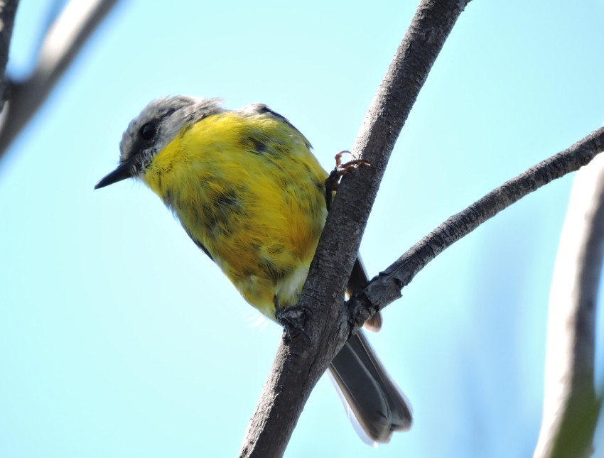 Eastern Yellow Robin - ML24526751
