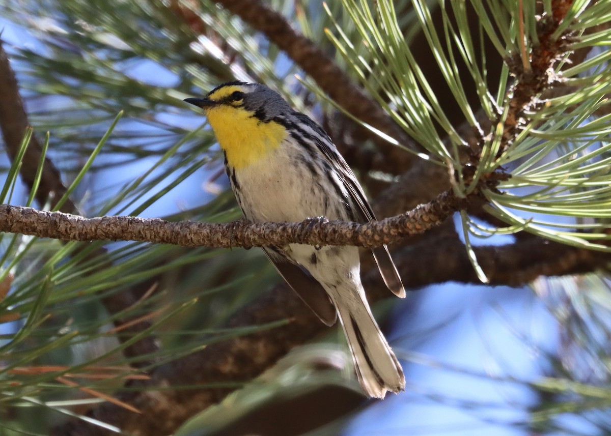Grace's Warbler - ML245267921