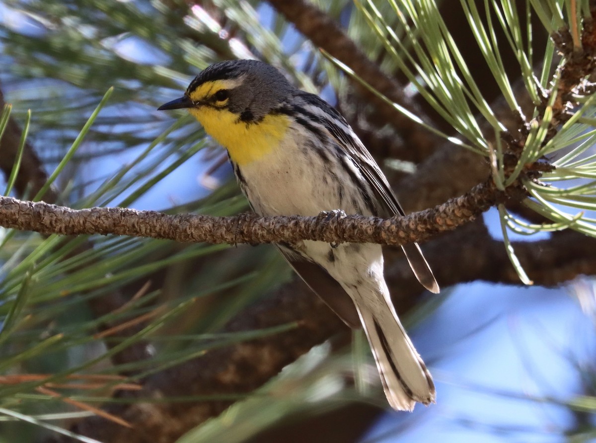Grace's Warbler - ML245268001