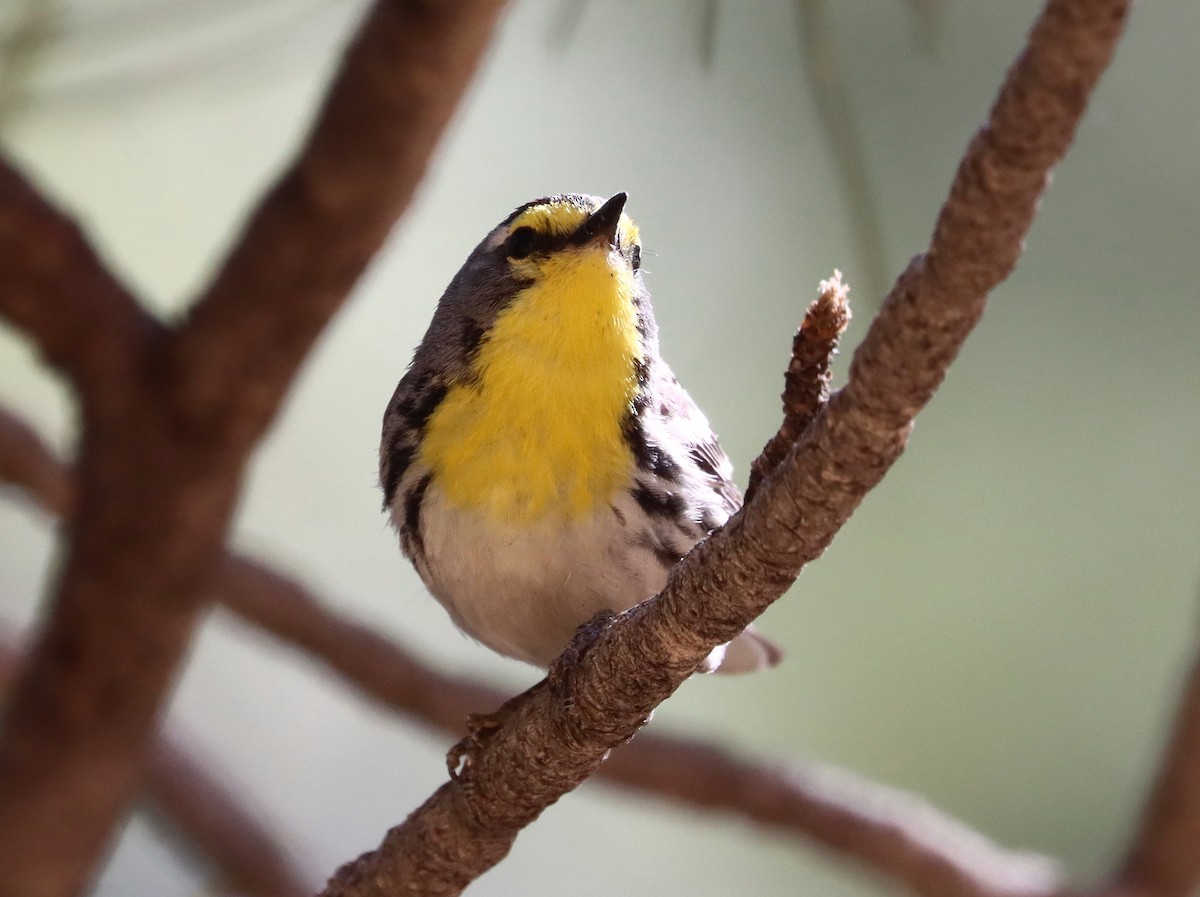 Grace's Warbler - ML245268121