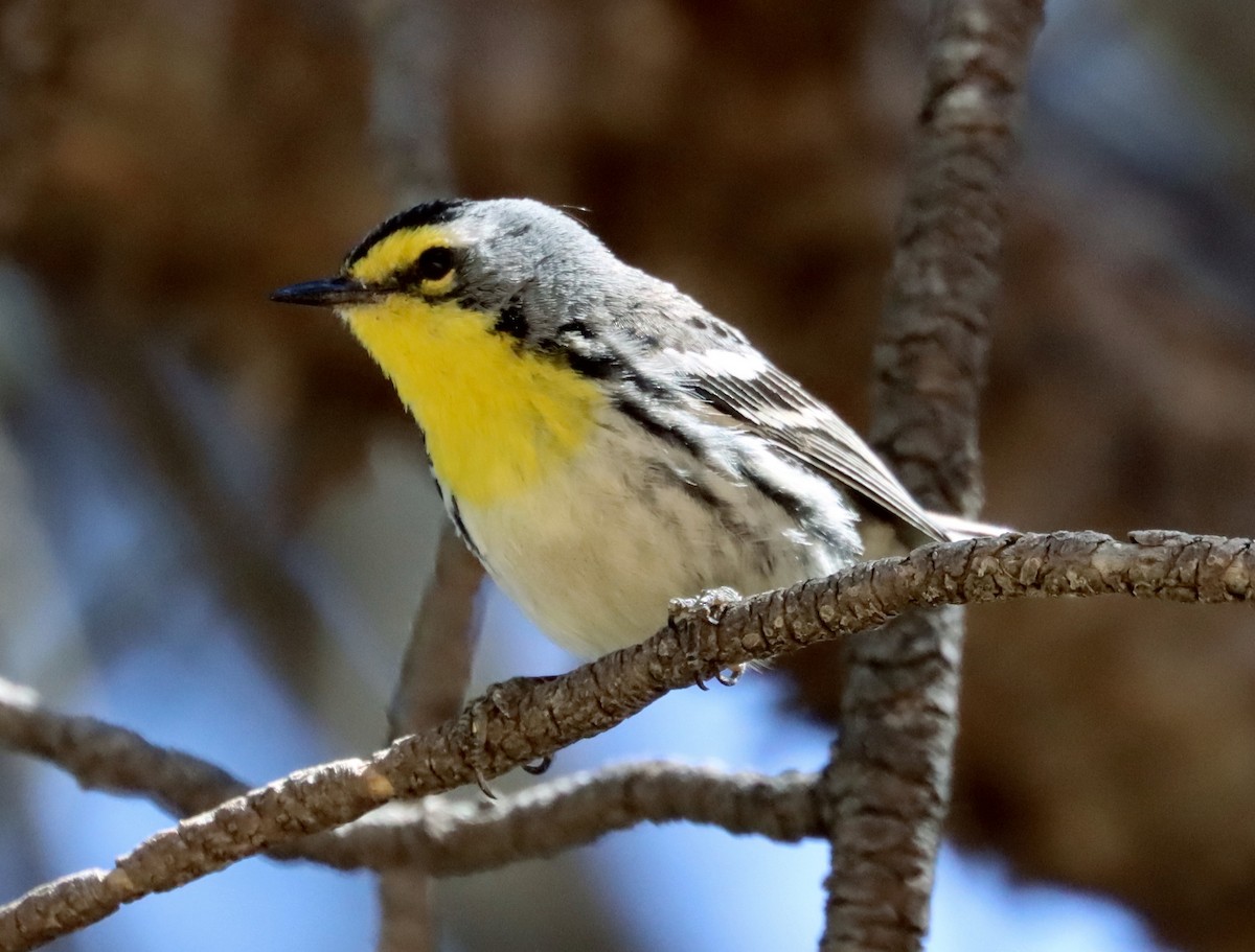 Grace's Warbler - ML245268271