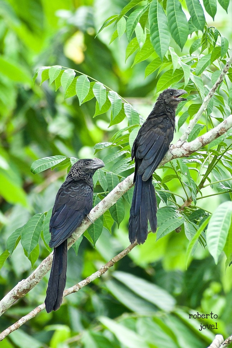 Smooth-billed Ani - ML245268571