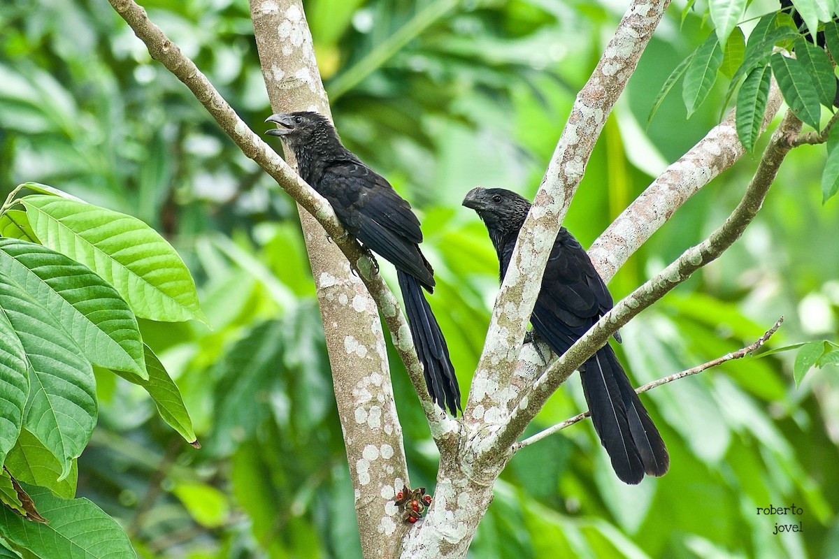 Smooth-billed Ani - ML245268761