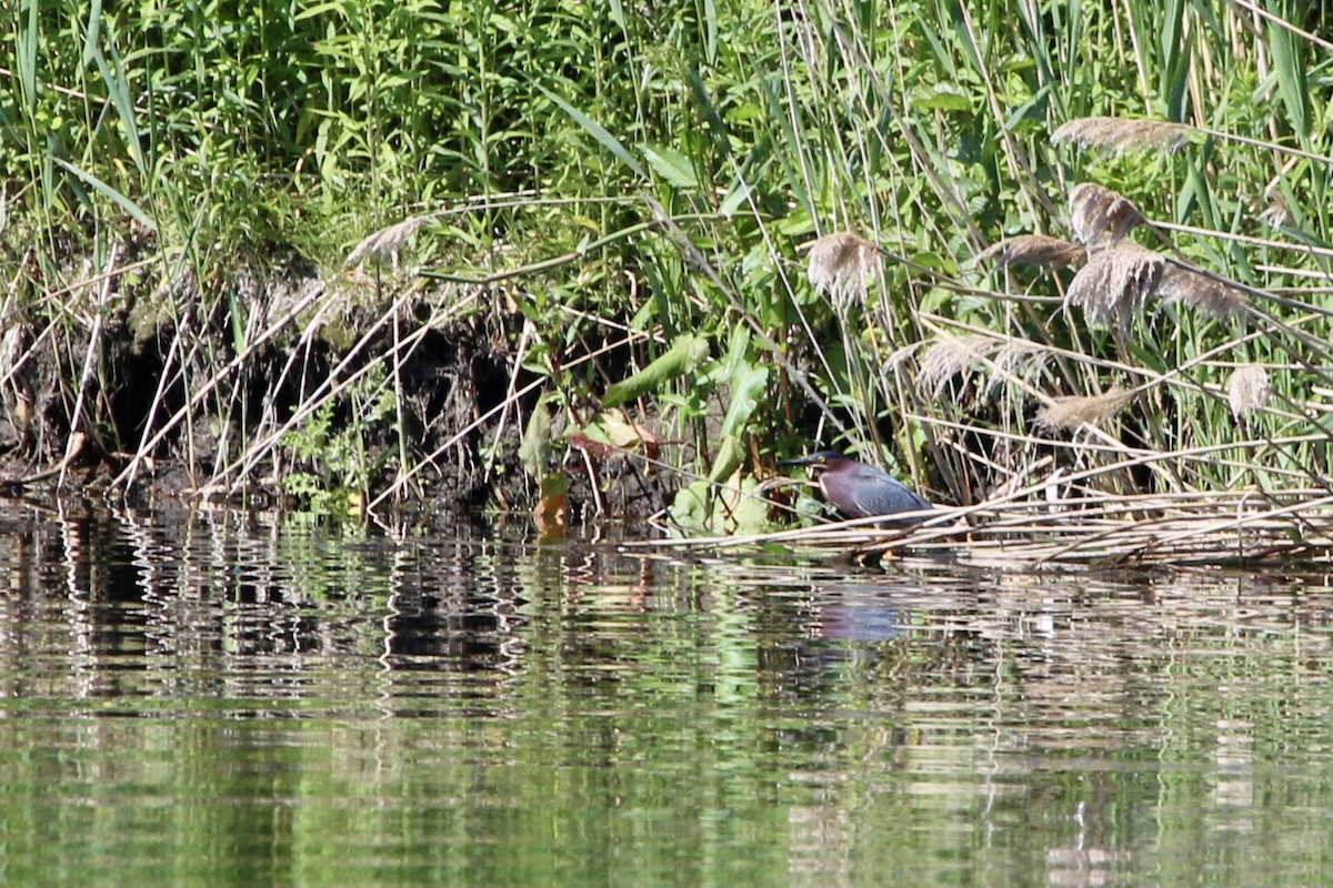 Green Heron - Zac Cota