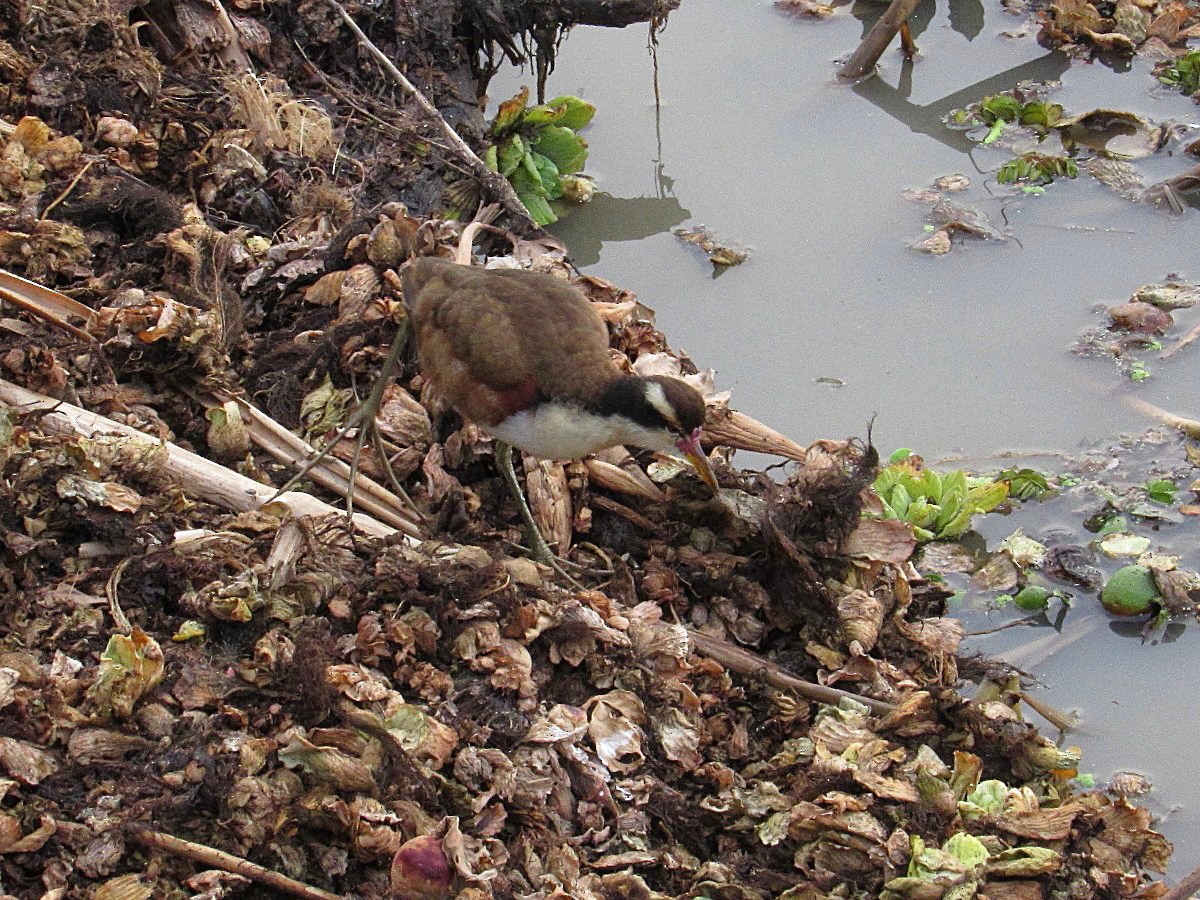 Jacana Suramericana - ML245269761