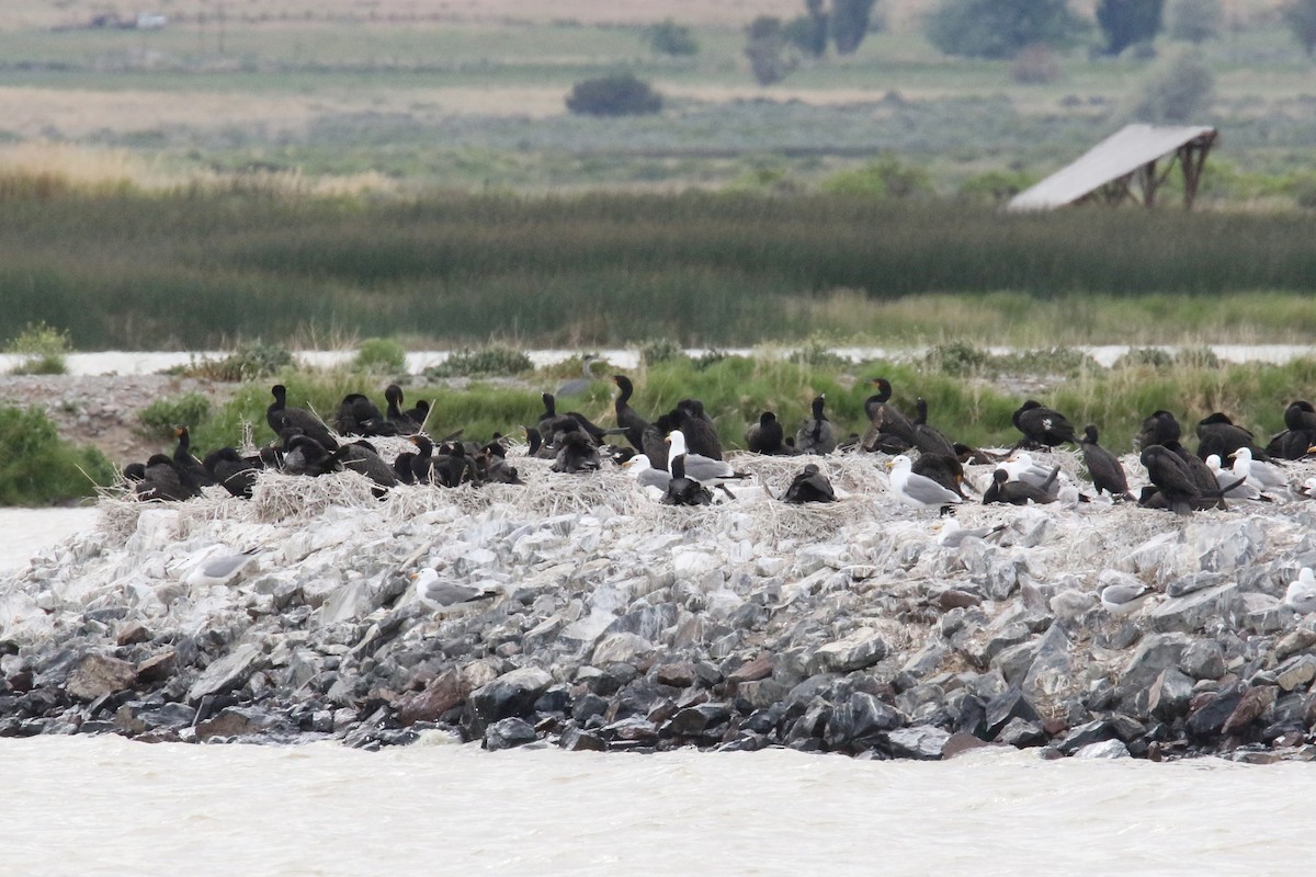 Double-crested Cormorant - ML245269821