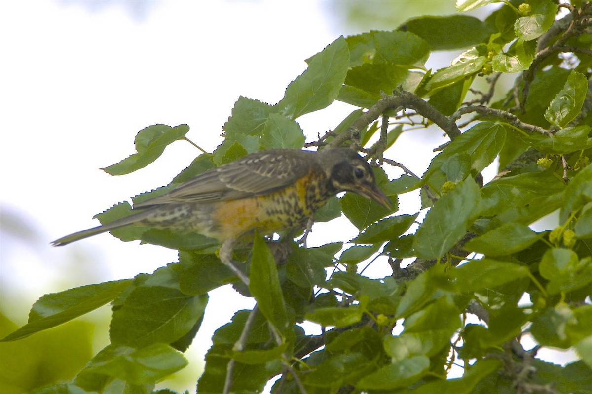 American Robin - Vickie Baily