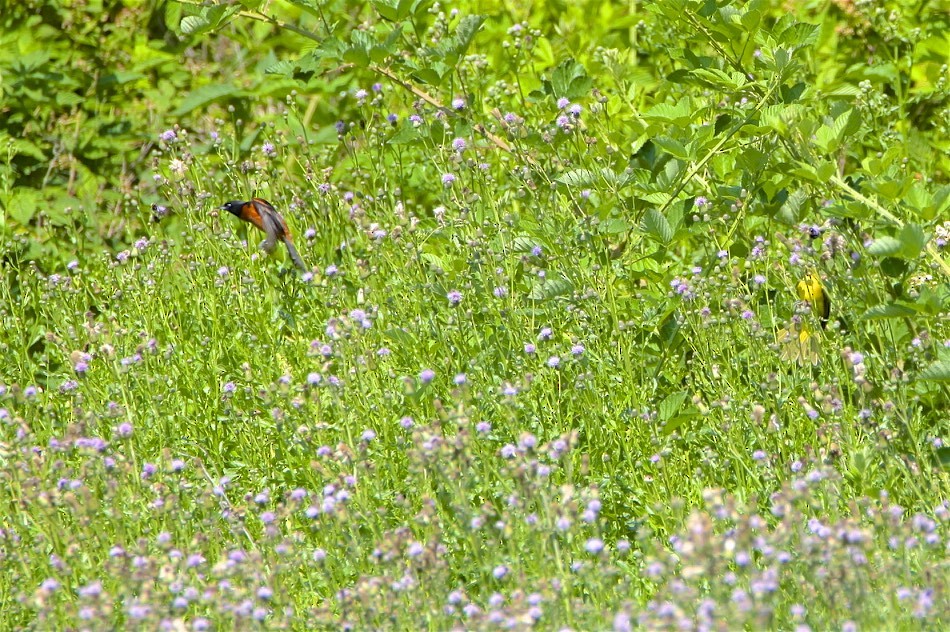 Orchard Oriole - ML245270661