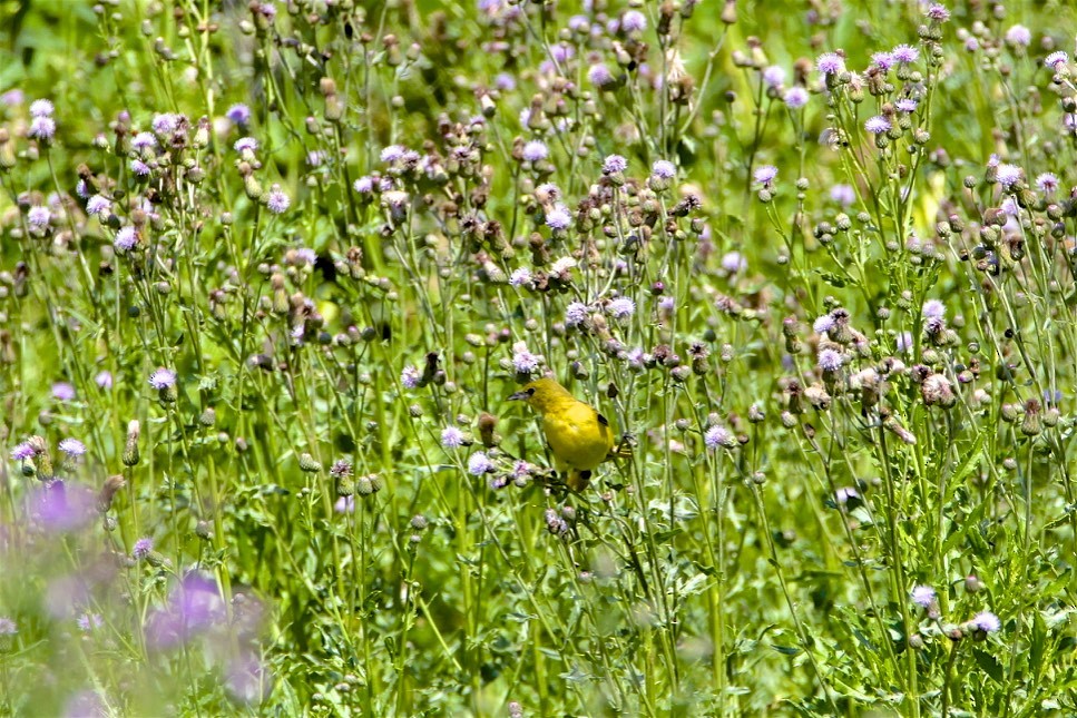 Orchard Oriole - ML245270701