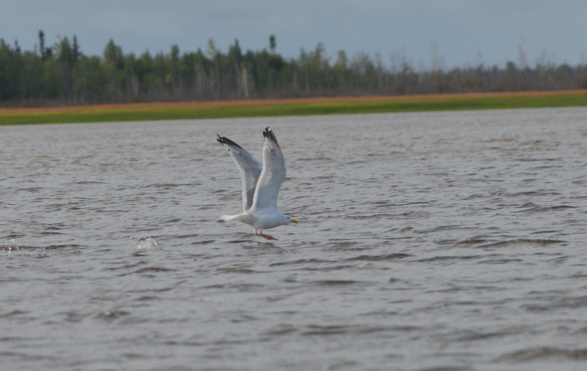 Herring Gull (American) - ML245270981