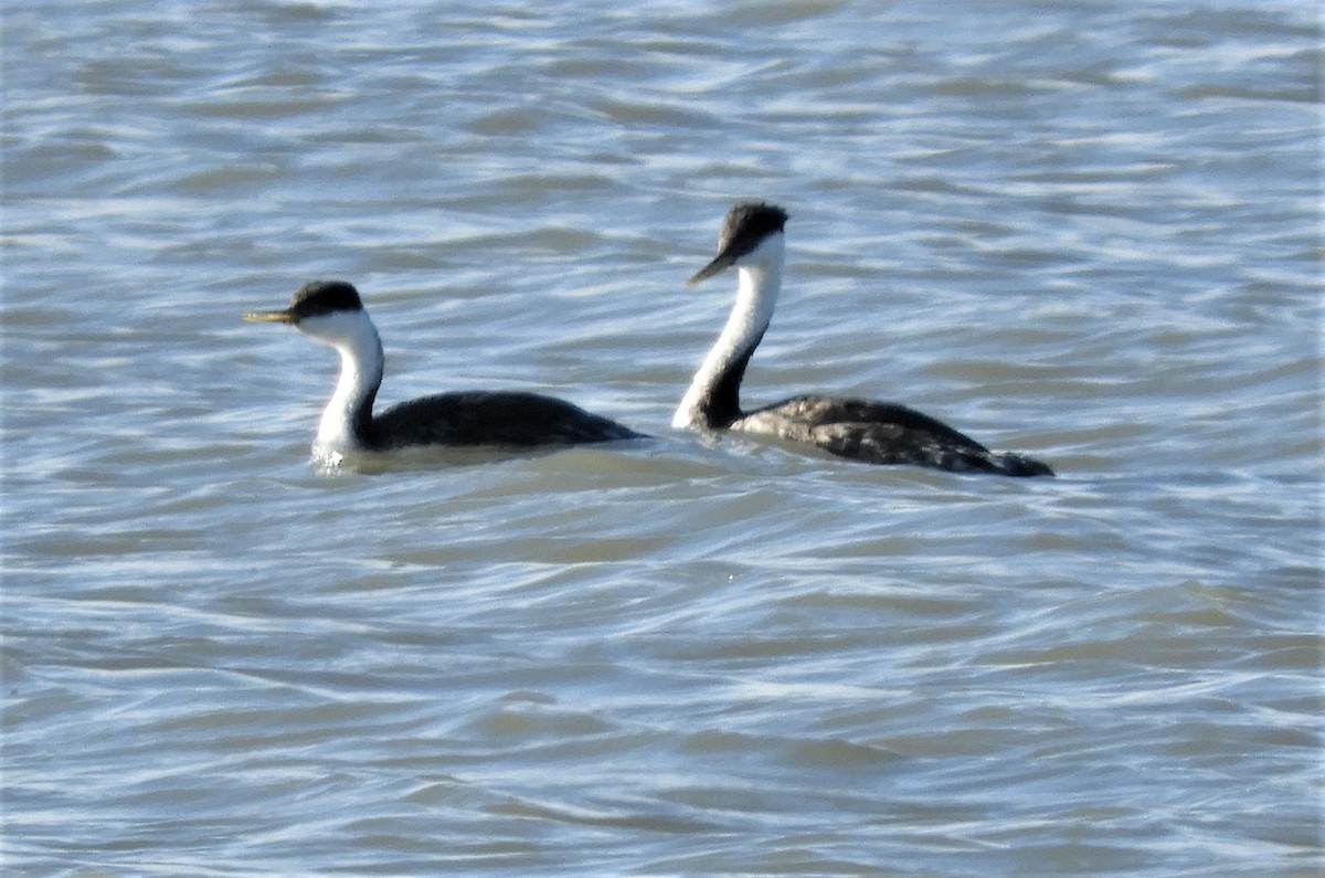 Western Grebe - ML245271031