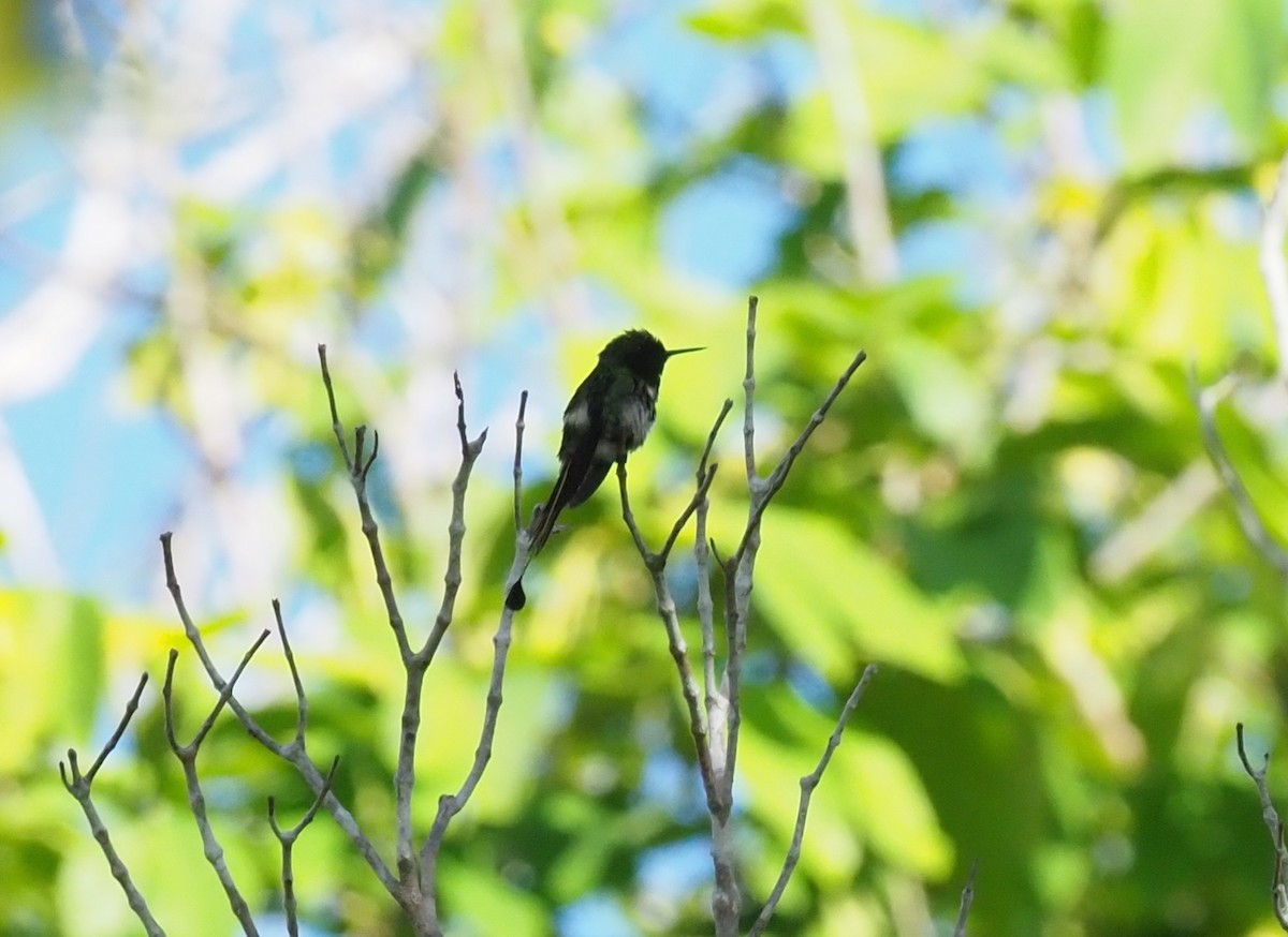 kolibřík pálkoocasý - ML245271921