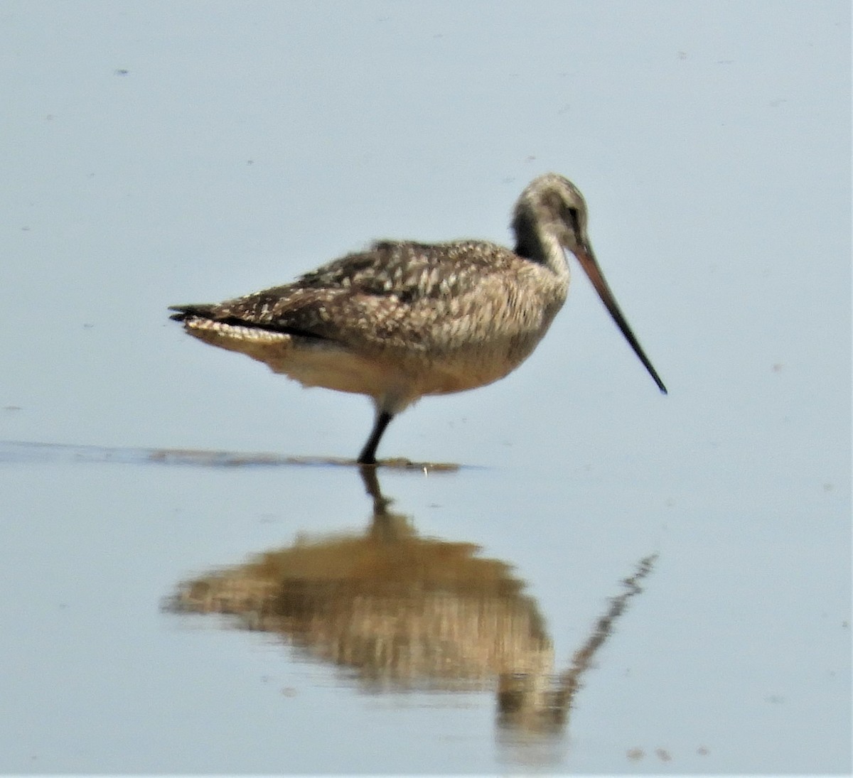 Marbled Godwit - ML245272031