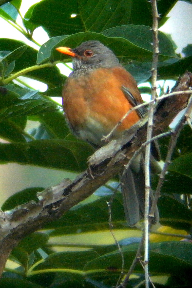 Rufous-backed Robin - ML24527251