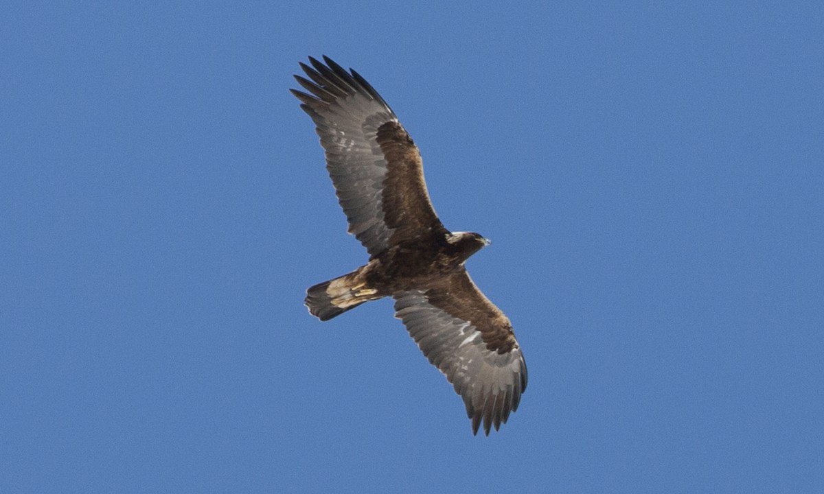 Golden Eagle - ML245273211