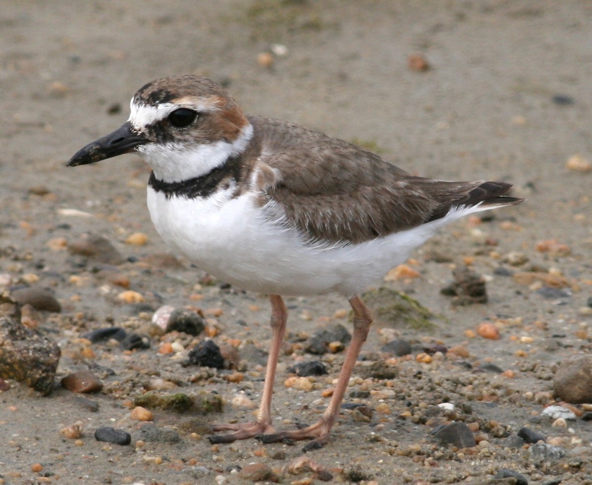 Wilson's Plover - ML24527371