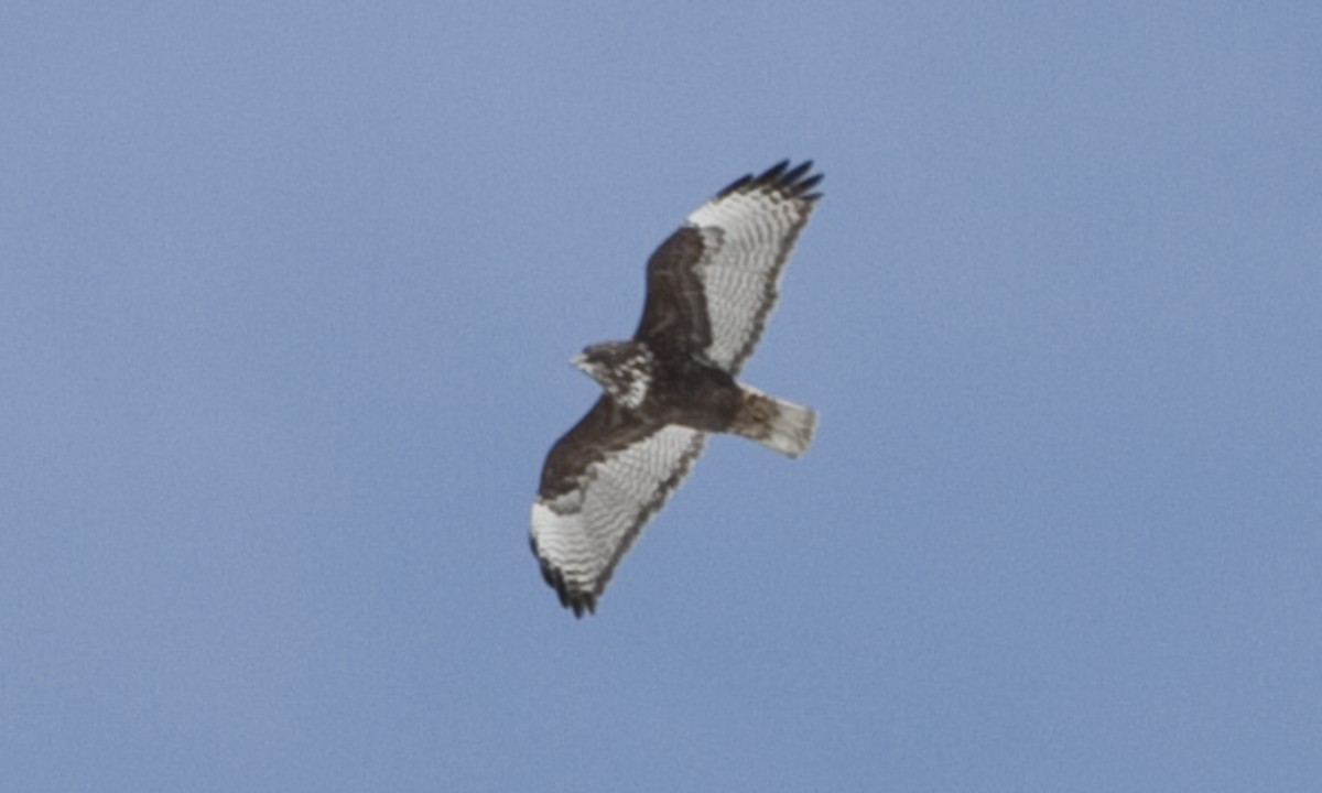 Red-tailed Hawk (Harlan's) - Brian Sullivan