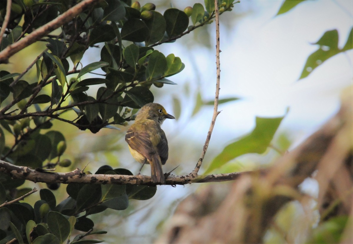 White-eyed Vireo - ML245275001