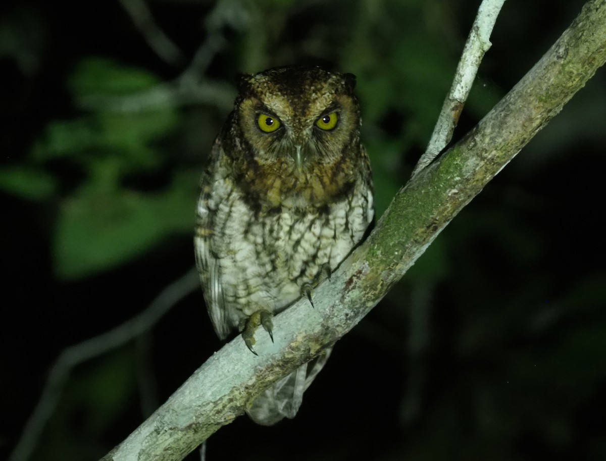 Black-capped Screech-Owl - ML245275851