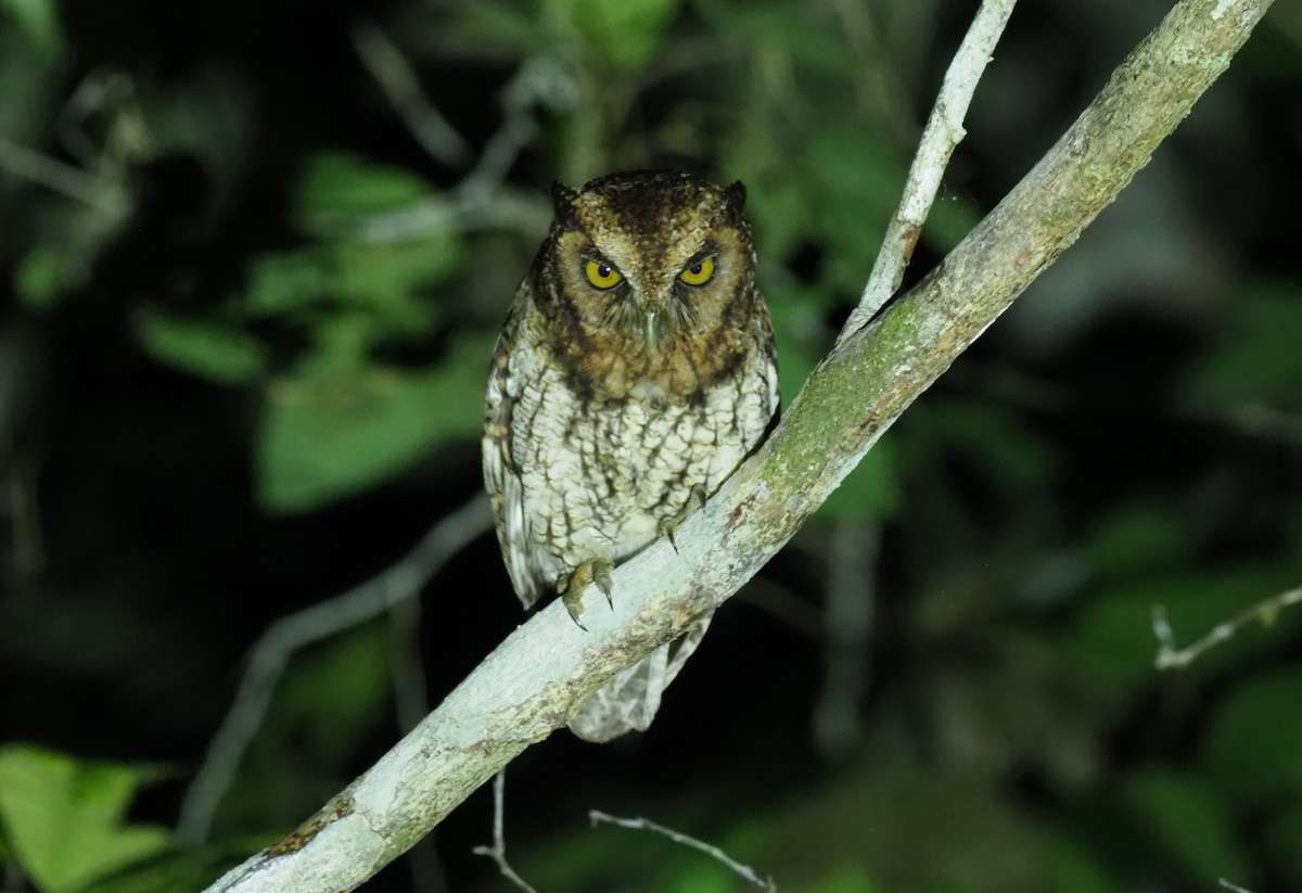 Black-capped Screech-Owl - ML245275861