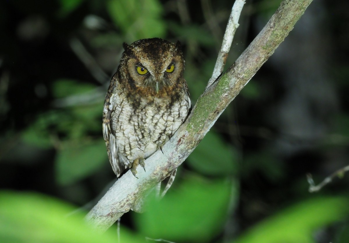 Black-capped Screech-Owl - ML245275871