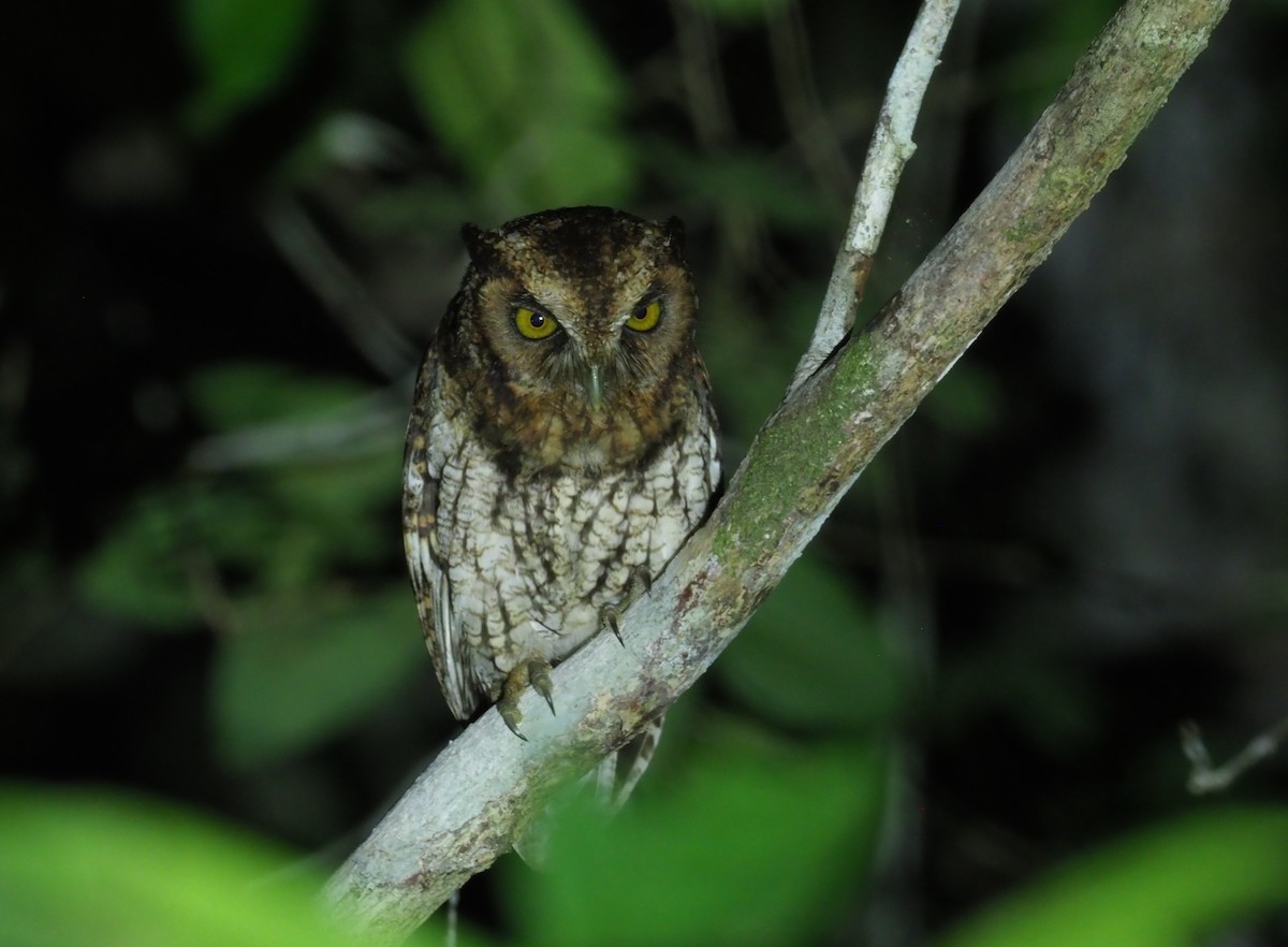 Black-capped Screech-Owl - ML245275941