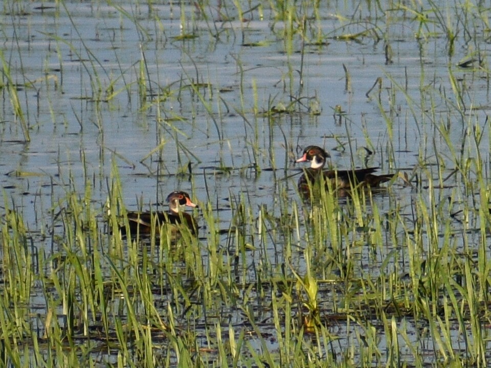 Wood Duck - Joe McGill