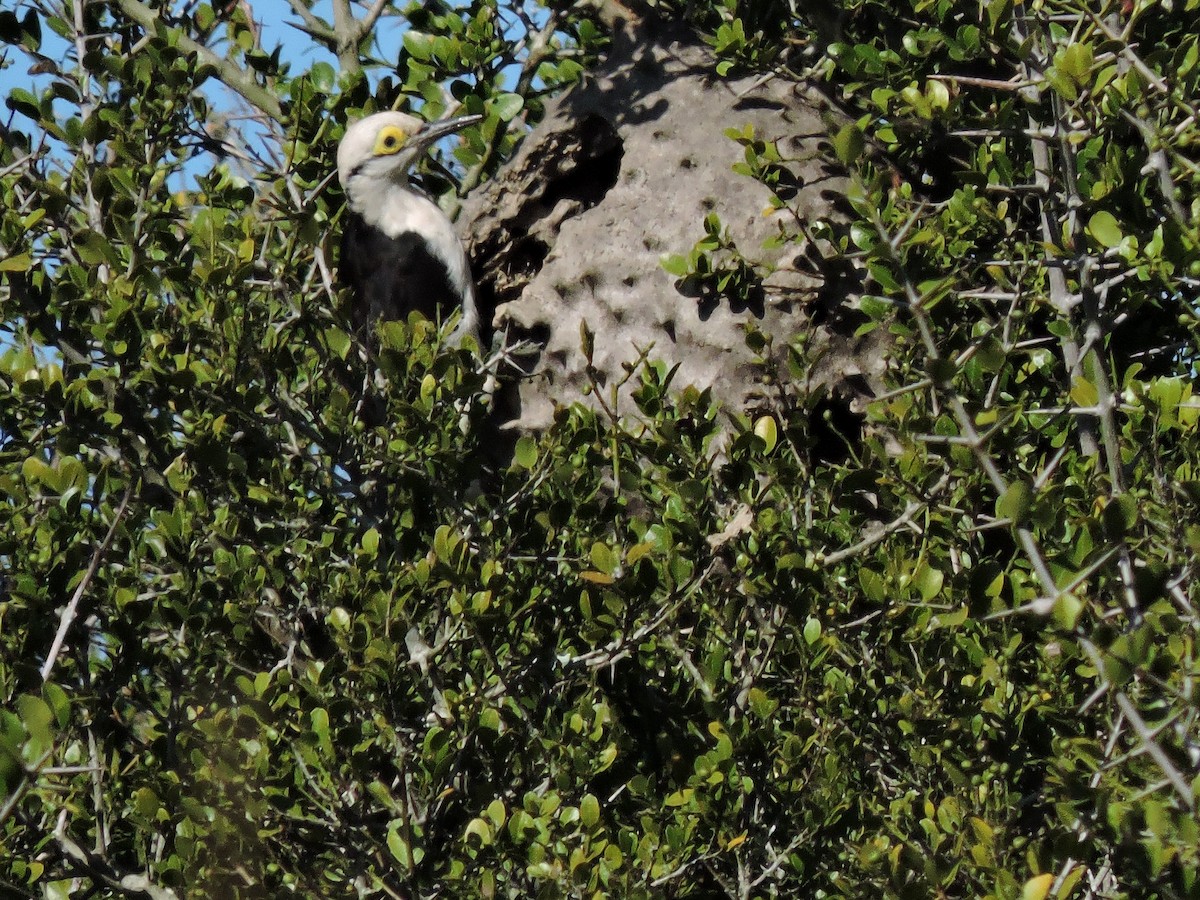 White Woodpecker - Gabriel Martínez 🦉