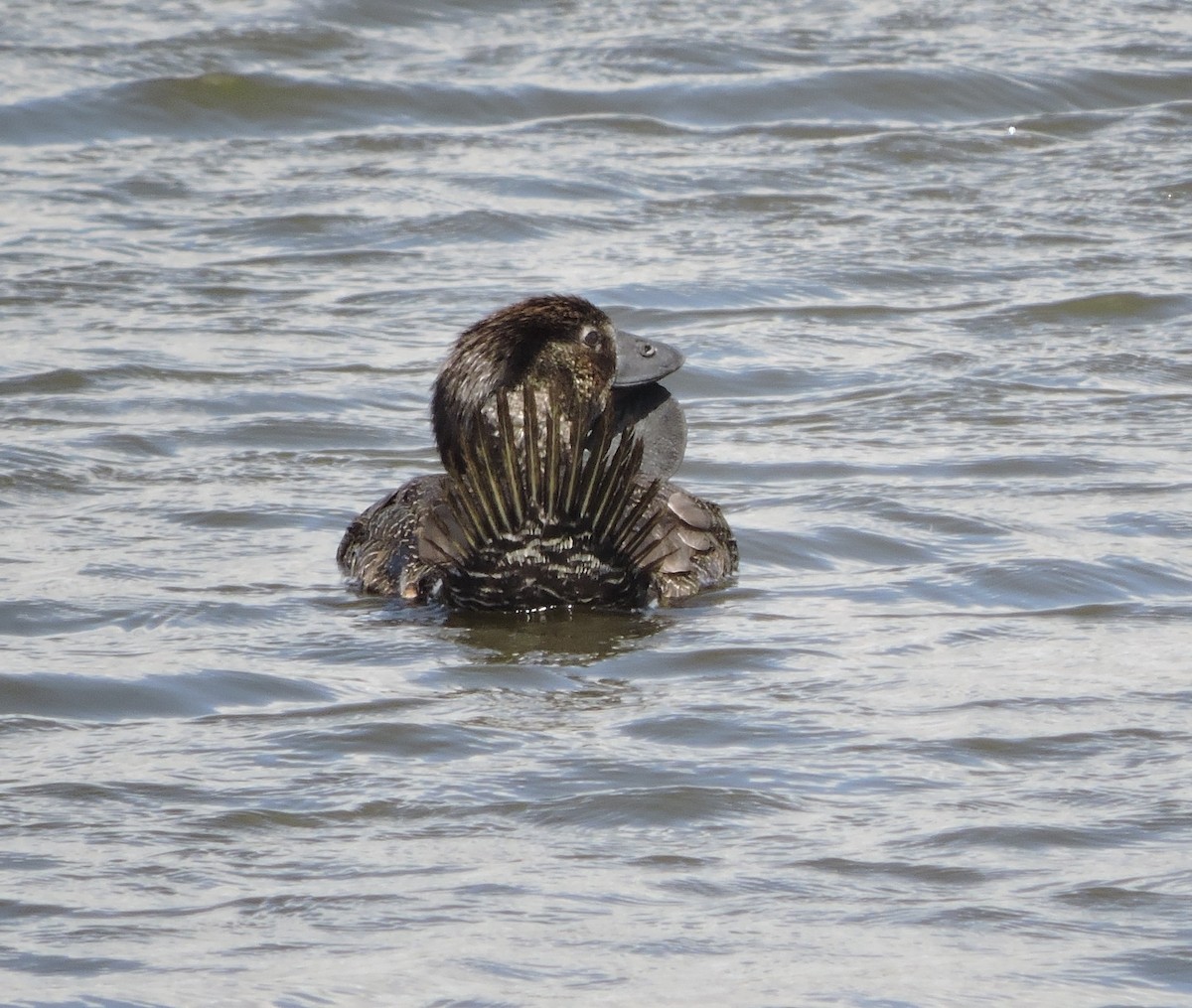 Musk Duck - ML24527721