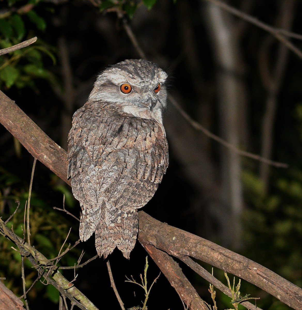 Tawny Frogmouth - ML245278341