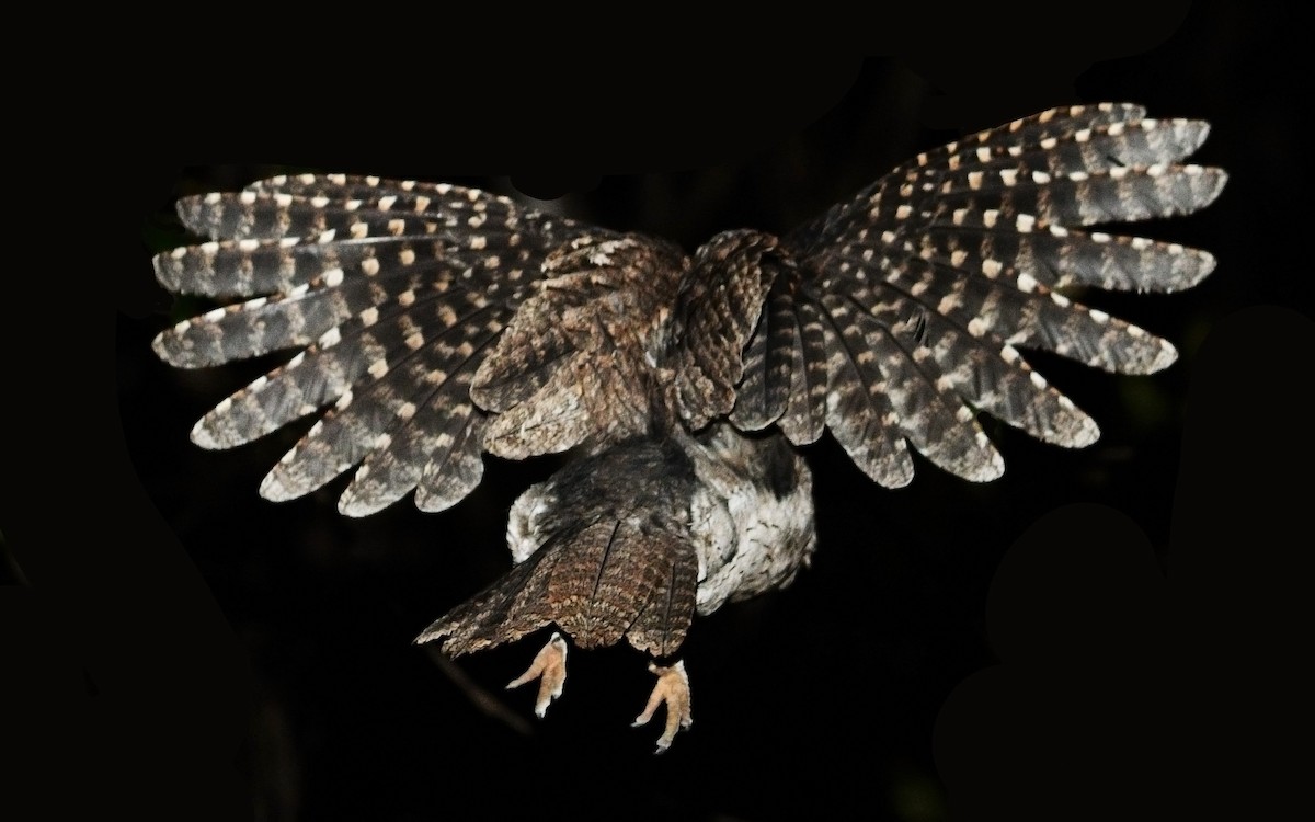 Tawny Frogmouth - ML245278451